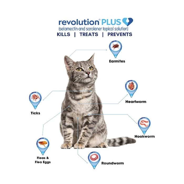 Obat Kutu Kucing Tetes 7-in-1 Perlindungan Lengkap – Revolution Cat Plus
