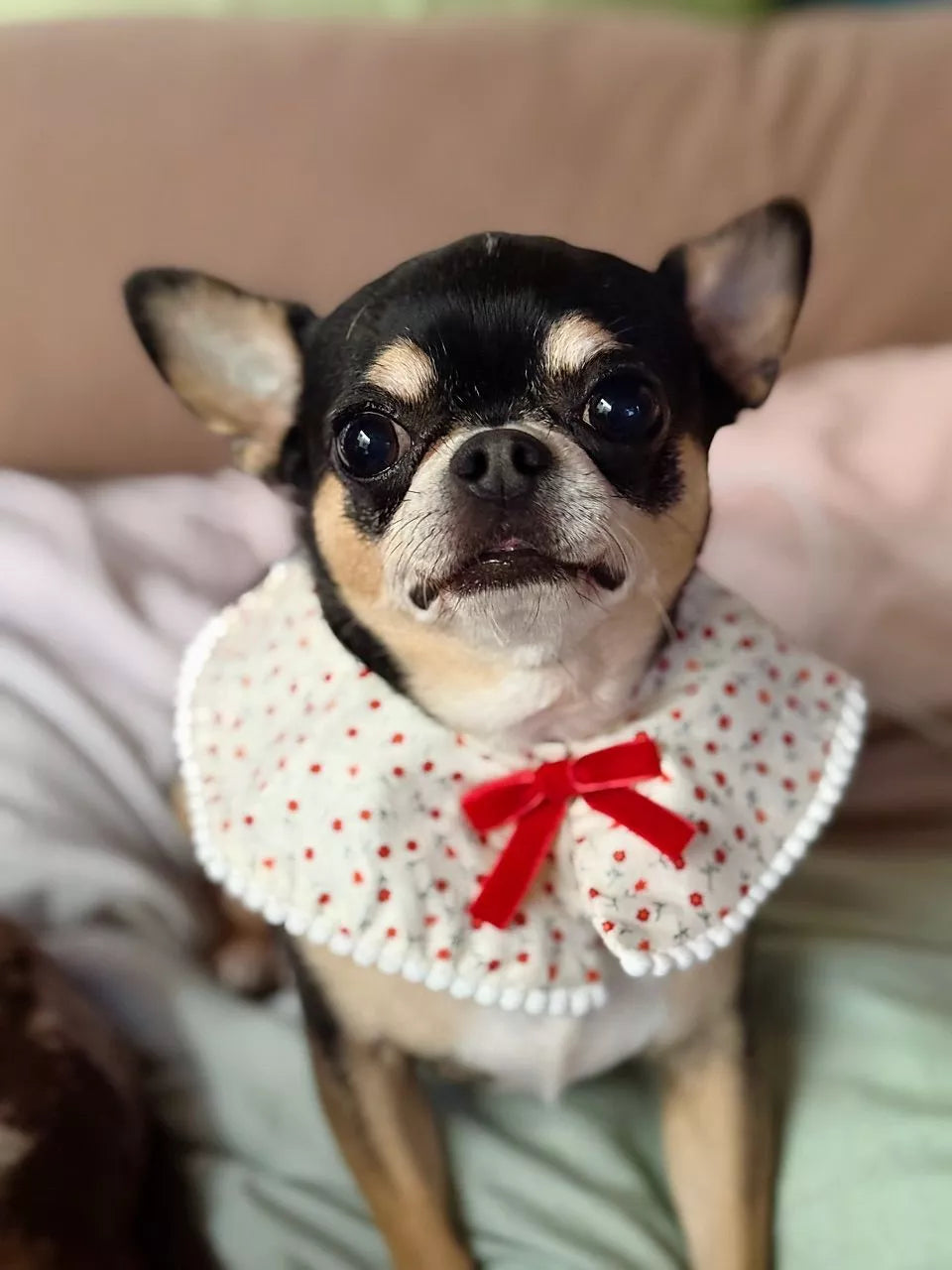 Collar Anjing & Kucing Valentine’s Day – Red Velvet Bloom Garden Series