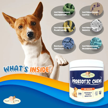 Probiotic Chews for Dogs – Vitamin Pencernaan & Digestive Health Anjing – Made in USA